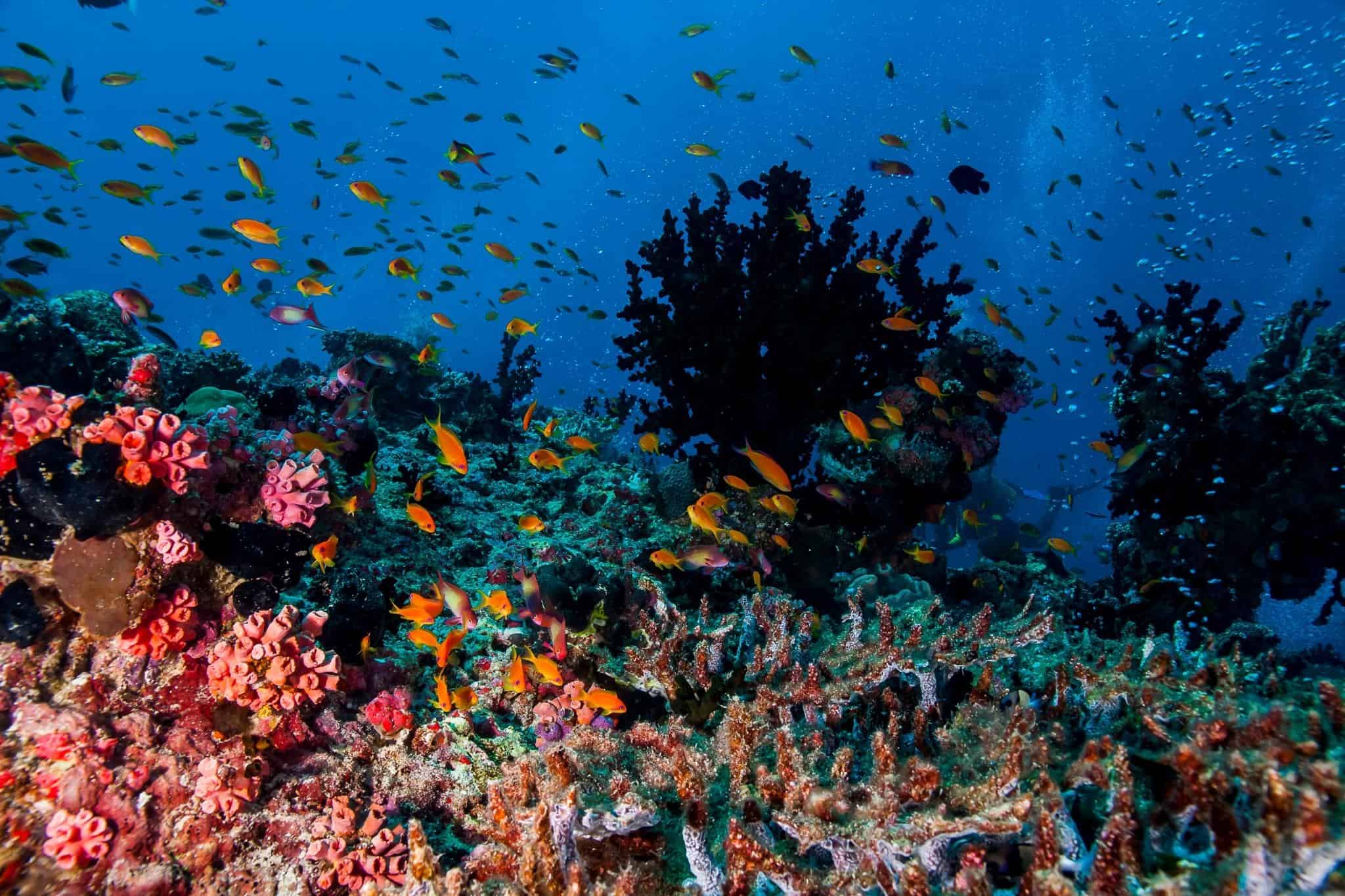 Diving Fernando de Noronha- Ikigai Experience