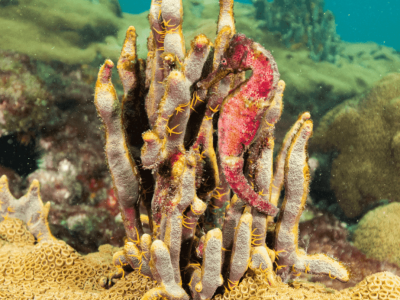 Diving Arraial do Cabo 01