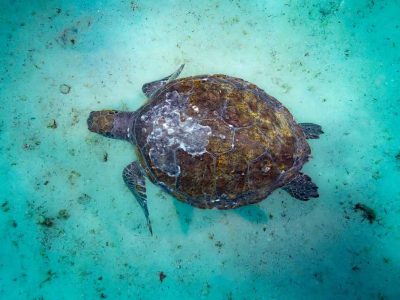 Diving Arraial do Cabo 08