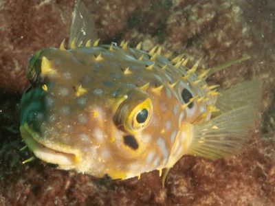 Diving Arraial do Cabo 11