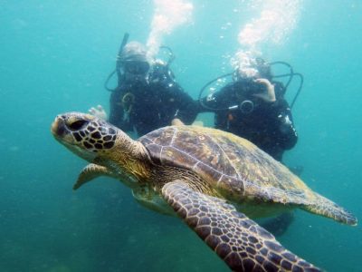 Bombinhas Scuba Diving