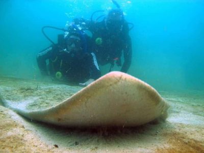 Mergulho Bombinhas - Ilha do Arvoredo 09