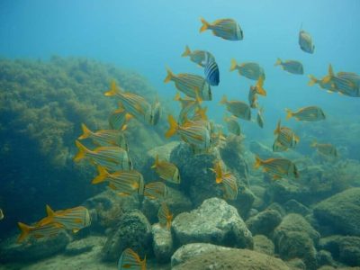 Mergulho Bombinhas - Ilha do Arvoredo 11