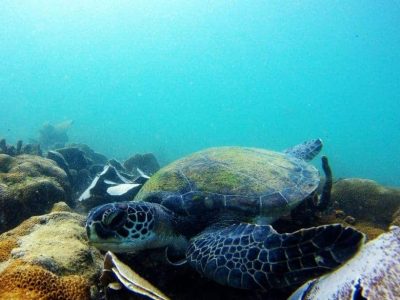 Buzios Turtle Diving