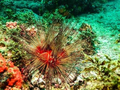 Buzios Animal Diving