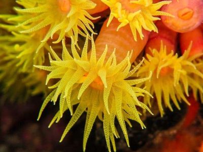 Buceo Corales Buzios