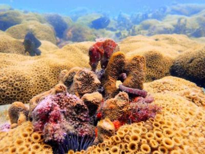 Buceo en la vida marina de Buzios