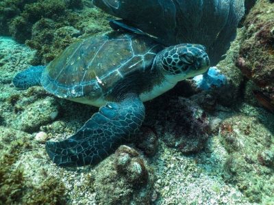 buceo con tortugas buzios