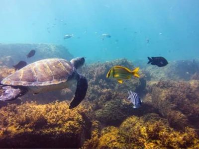 florianopolis diving