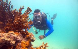 Mergulho Maragogi e São José da Coroa Grande 25