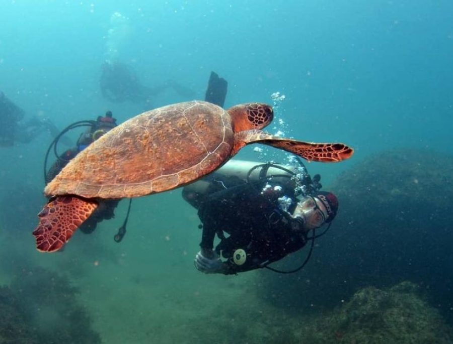 Paraty Diving 11