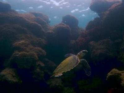 Mergulho Porto de Galinhas