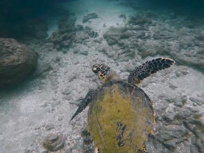 Buceo Porto de Galinhas