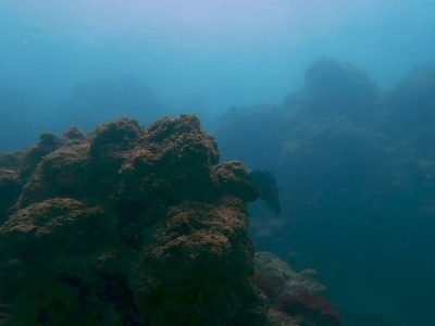 Mergulho Porto de Galinhas