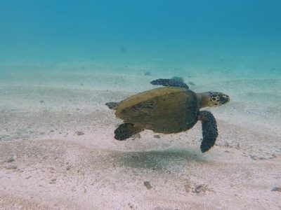 Buceo Porto de Galinhas