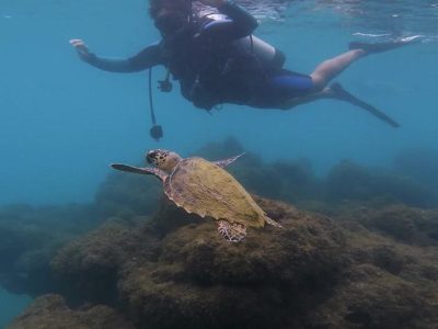 Mergulho Porto de Galinhas