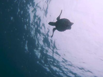 Mergulho Porto de Galinhas