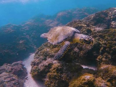 Mergulho Porto de Galinhas