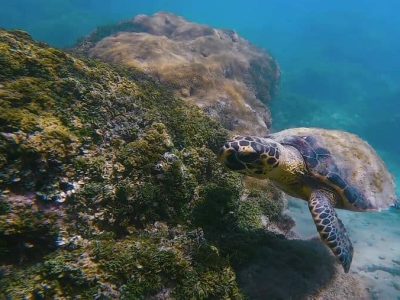 Mergulho Porto de Galinhas