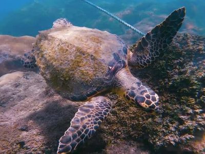 Buceo Porto de Galinhas