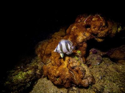 Mergulho Porto de Galinhas 28