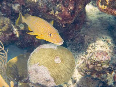 Diving Ubatuba