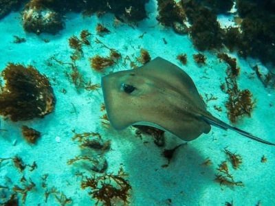 scuba diving cabo verde