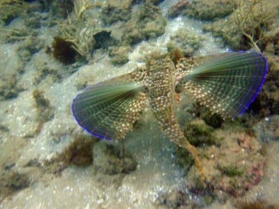 buceo-morro-de-sao-paulo10