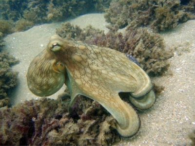 buceo-morro-de-sao-paulo4