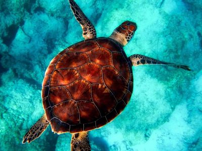 mergulho-porto-seguro5