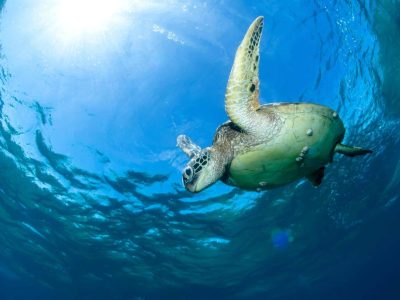 mergulho-rio-de-janeiro3