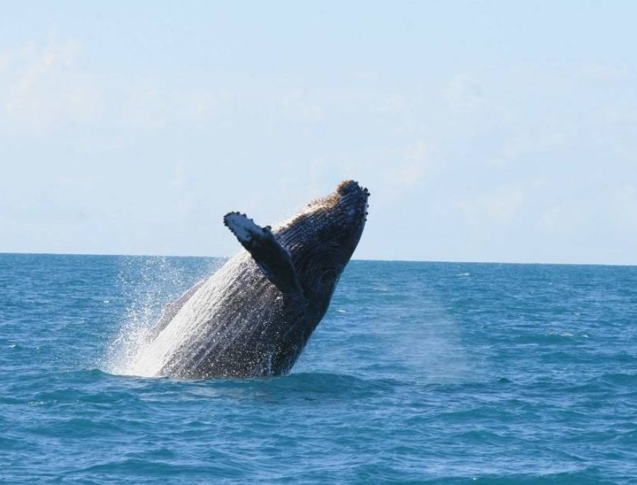 Abrolhos Walk
