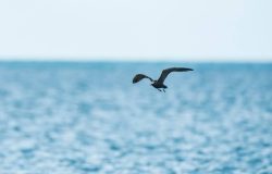 walks-abrolhos4