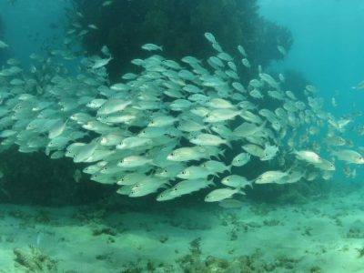 piscinas-naturales-maragogi2
