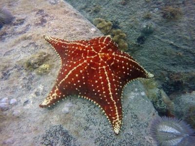 Esnórquel en Kings Creek4