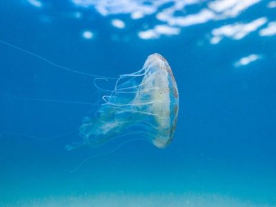 puerto de pollo snorkel2