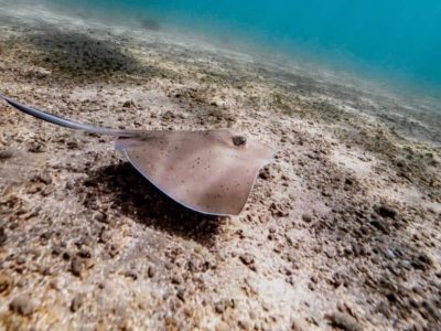 esnórquel del puerto de pollo 5